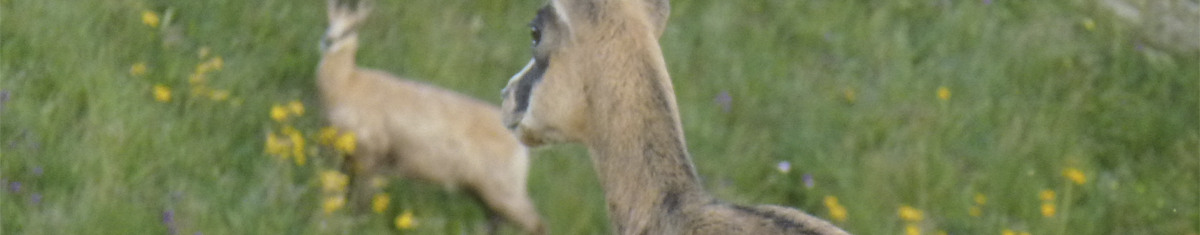chamois